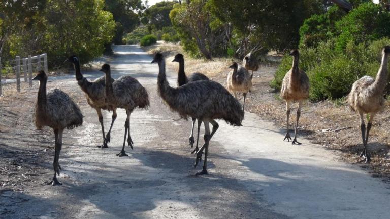 Emufamilie in Inneston